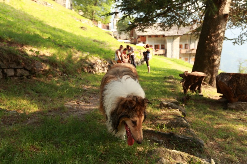 savogno